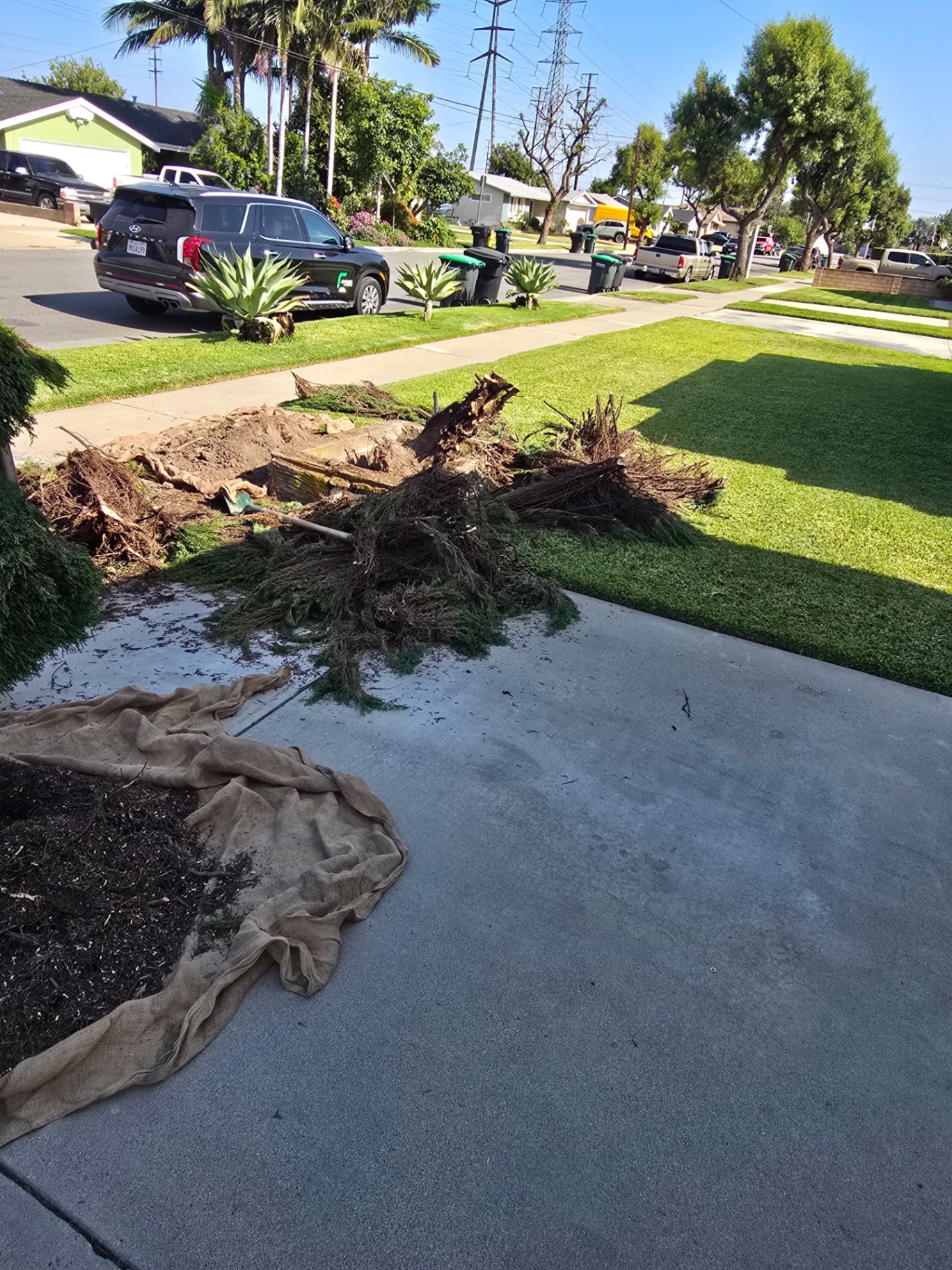 Roots pulled, soil turned over — the yard opened up for its new lawn